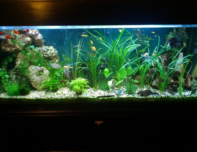 147 gallons planted tank (mostly live plants and fish) - 5ftx2ftx2.5ft tank. Mixed community
5 x Tiger Barbs
4 x Ruby Barbs
3 x Golden Marble Angelfish
1 x Black Marble Angelfish
3 x Neon tetras
9 x Lemon tetras
4 x Mickey Mouse Platys
1 x Neon sunset Platy
4 x White Mickey Mouse Platys
4 x Blue Platys
1 x Red Bottom Blue sapphire Platy
12 x assorted Guppies
Pair of Keyhole Cichlids
Pair of Pearl Gourami
1 x Female Dwarf Gourami
1 x Male Long Finned Bolivian Ram
Cichlid
1 x Salfin Pleco
1 x Bristlenose
2 x Sterbas cory
1 x Banjo cat
1 x Assassin snail
1 x African clawed albino frog
Dwarf Anubias
Jungle Vallis
Straight Vallisneria
Wendt's Cryptocoryne
Java Fern
moss 147 gallons planted tank (mostly live plants and fish) - 5ftx2ftx2.5ft tank. Mixed community
5 x Tiger Barbs
4 x Ruby Barbs
3 x Golden Marble Angelfish
1 x Black Marble Angelfish
3 x Neon tetras
9 x Lemon tetras
4 x Mickey Mouse Platys
1 x Neon sunset Platy
4 x White Mickey Mouse Platys
4 x Blue Platys
1 x Red Bottom Blue sapphire Platy
12 x assorted Guppies
Pair of Keyhole Cichlids
Pair of Pearl Gourami
1 x Female Dwarf Gourami
1 x Male Long Finned Bolivian Ram
Cichlid
1 x Salfin Pleco
1 x Bristlenose
2 x Sterbas cory
1 x Banjo cat
1 x Assassin snail
1 x African clawed albino frog
Dwarf Anubias
Jungle Vallis
Straight Vallisneria
Wendt's Cryptocoryne
Java Fern
moss