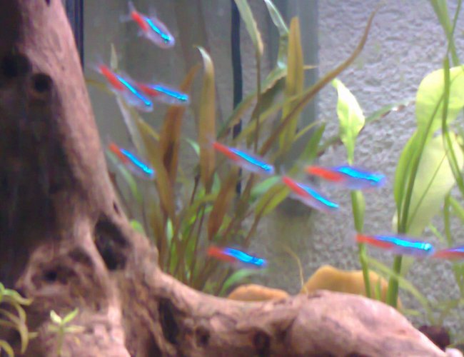 26 gallons planted tank (mostly live plants and fish) - .................... 26 gallons planted tank (mostly live plants and fish) - ....................