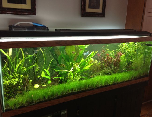 125 gallons planted tank (mostly live plants and fish) - 125g Planted 125 gallons planted tank (mostly live plants and fish) - 125g Planted