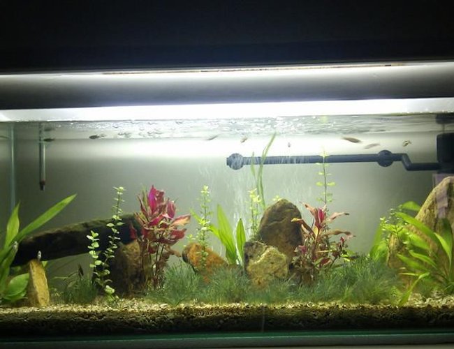 20 gallons planted tank (mostly live plants and fish) - 20 gal long planted low tech 20 gallons planted tank (mostly live plants and fish) - 20 gal long planted low tech