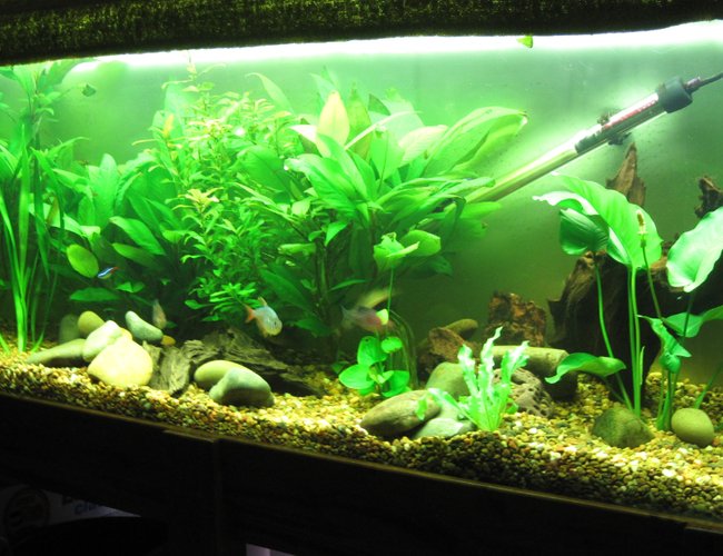 52 gallons planted tank (mostly live plants and fish) - das tank 52 gallons planted tank (mostly live plants and fish) - das tank