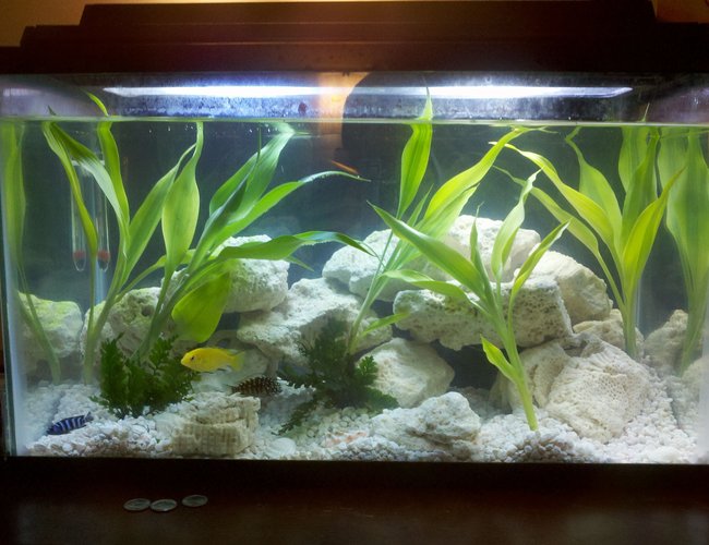 10 gallons planted tank (mostly live plants and fish) - my first tank 10 gallons planted tank (mostly live plants and fish) - my first tank