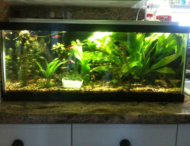 60 gallons planted tank (mostly live plants and fish) - 20 gallon long planted with co2 60 gallons planted tank (mostly live plants and fish) - 20 gallon long planted with co2