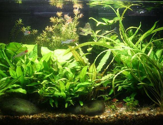 10 gallons planted tank (mostly live plants and fish) - My first planted tank. 10 gallons planted tank (mostly live plants and fish) - My first planted tank.