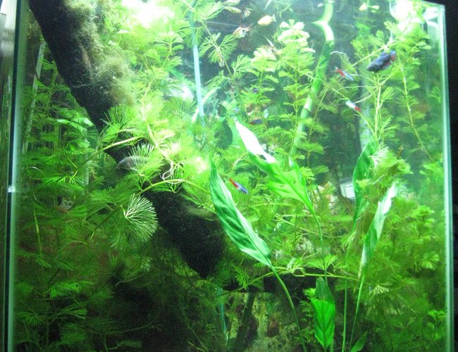 125 gallons planted tank (mostly live plants and fish) - 20 gallon extra high planted tank before a much needed pruning 125 gallons planted tank (mostly live plants and fish) - 20 gallon extra high planted tank before a much needed pruning