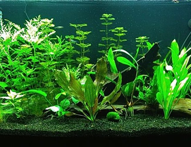 46 gallons planted tank (mostly live plants and fish) - 46g Bowfront Planted Tank at 5 Weeks 46 gallons planted tank (mostly live plants and fish) - 46g Bowfront Planted Tank at 5 Weeks