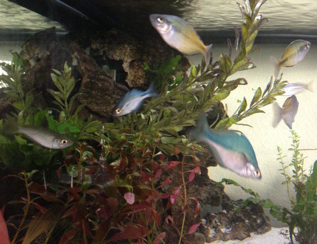 50 gallons planted tank (mostly live plants and fish) - Rainbows 50 gallons planted tank (mostly live plants and fish) - Rainbows