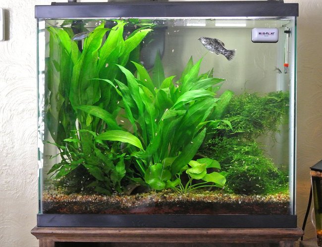 25 gallons planted tank (mostly live plants and fish) - this is my tank 25 gallons planted tank (mostly live plants and fish) - this is my tank