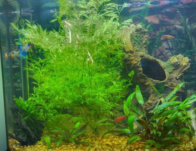 26 gallons planted tank (mostly live plants and fish) - Plants: Jave fern, water sprite and
crypts
Fish: Millennium rainbow Fish, 3 blue rams,
8 cherry barbs, 1 african butterfly
fish, 1 driftwood, 1 fake tree
stump
26 gallon bow front 26 gallons planted tank (mostly live plants and fish) - Plants: Jave fern, water sprite and
crypts
Fish: Millennium rainbow Fish, 3 blue rams,
8 cherry barbs, 1 african butterfly
fish, 1 driftwood, 1 fake tree
stump
26 gallon bow front