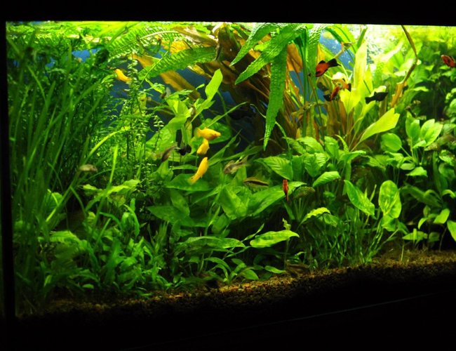 53 gallons planted tank (mostly live plants and fish) - 53 gallons 53 gallons planted tank (mostly live plants and fish) - 53 gallons