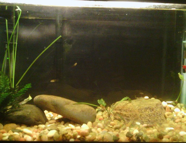 10 gallons planted tank (mostly live plants and fish) - 10 gallon with 6 guppies 10 gallons planted tank (mostly live plants and fish) - 10 gallon with 6 guppies