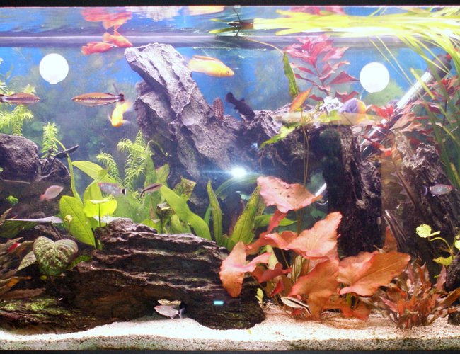 43 gallons planted tank (mostly live plants and fish) - 55 gal planted tank 43 gallons planted tank (mostly live plants and fish) - 55 gal planted tank