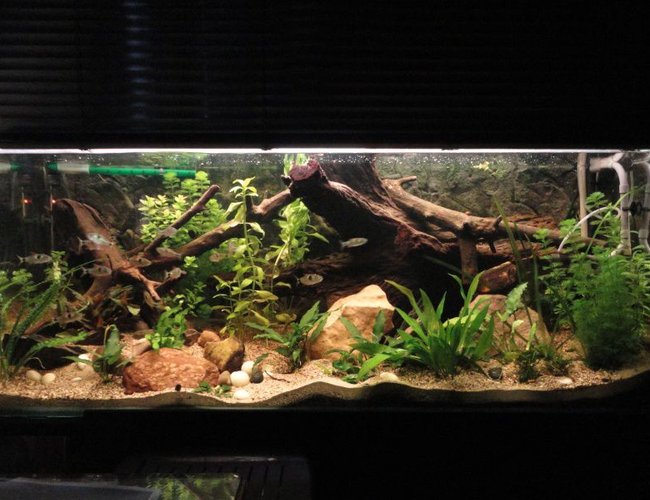 125 gallons planted tank (mostly live plants and fish) - it is a planted tank with anubias
nana, echindorus, Bocopa, Anubias
minima.
just two neons t5 and two t8 for a
total of 150 W , the plants are
growing very wel . 125 gallons planted tank (mostly live plants and fish) - it is a planted tank with anubias
nana, echindorus, Bocopa, Anubias
minima.
just two neons t5 and two t8 for a
total of 150 W , the plants are
growing very wel .