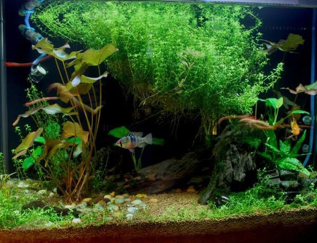 20 gallons planted tank (mostly live plants and fish) - Planted! 20 gallons planted tank (mostly live plants and fish) - Planted!