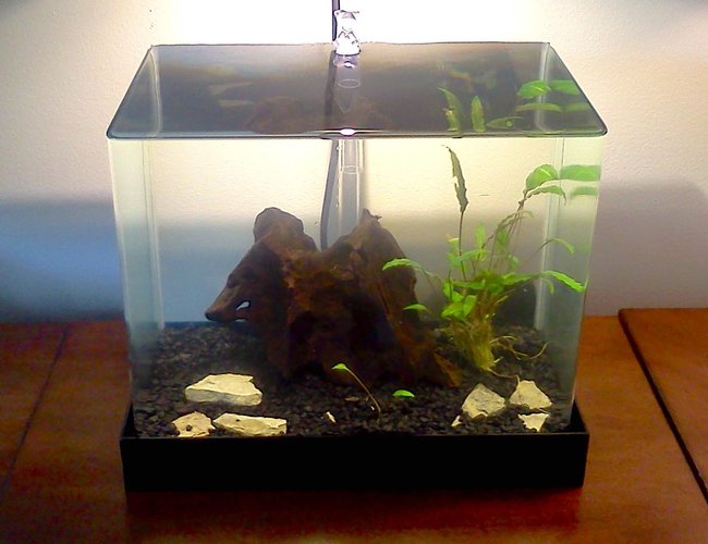 5 gallons planted tank (mostly live plants and fish) 5 gallons planted tank (mostly live plants and fish)