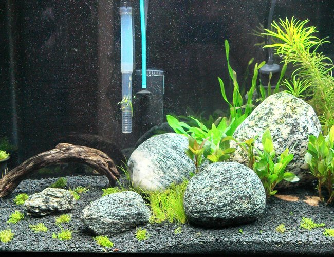 20 gallons planted tank (mostly live plants and fish) - Day 1 20 gallons planted tank (mostly live plants and fish) - Day 1