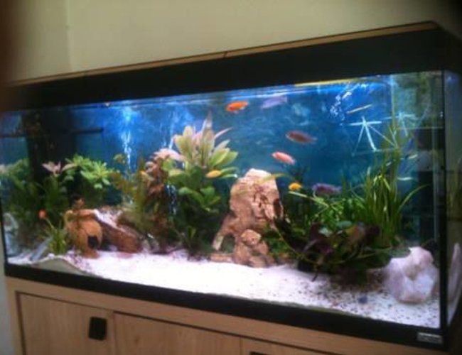 50 gallons planted tank (mostly live plants and fish) - sorry for poor quality! I will try and upload more soon.... 50 gallons planted tank (mostly live plants and fish) - sorry for poor quality! I will try and upload more soon....