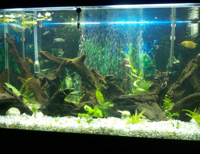 110 gallons planted tank (mostly live plants and fish) - My 110 gal. A couple month's back after going all natural 110 gallons planted tank (mostly live plants and fish) - My 110 gal. A couple month's back after going all natural