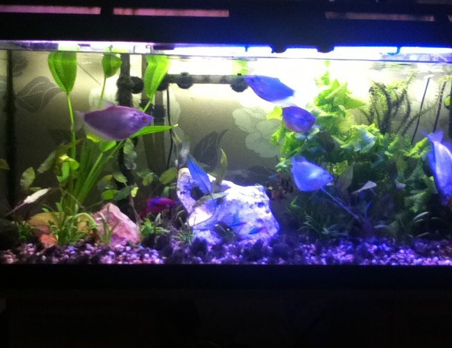 40 gallons planted tank (mostly live plants and fish) - New plants added 40 gallons planted tank (mostly live plants and fish) - New plants added
