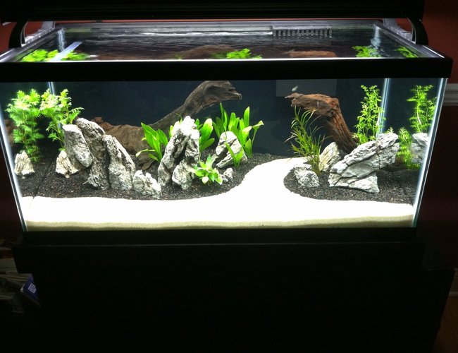 40 gallons planted tank (mostly live plants and fish) - Just set up 3 weeks ago 40 gallons planted tank (mostly live plants and fish) - Just set up 3 weeks ago