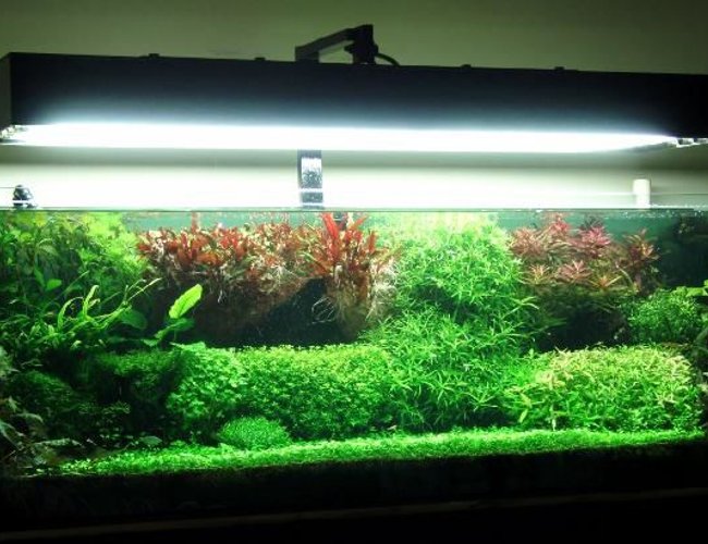 91 gallons planted tank (mostly live plants and fish) - This is how it turned out to be.. 91 gallons planted tank (mostly live plants and fish) - This is how it turned out to be..