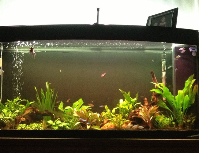 57 gallons planted tank (mostly live plants and fish) - 57 gallon all live plants 57 gallons planted tank (mostly live plants and fish) - 57 gallon all live plants