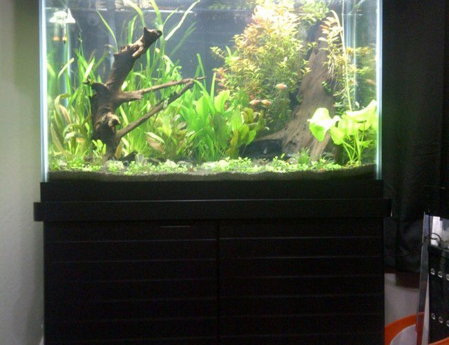 65 gallons planted tank (mostly live plants and fish) - 65gal
ada soil
power compacts
press co2 65 gallons planted tank (mostly live plants and fish) - 65gal
ada soil
power compacts
press co2