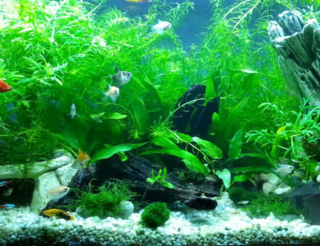 25 gallons planted tank (mostly live plants and fish) 25 gallons planted tank (mostly live plants and fish)