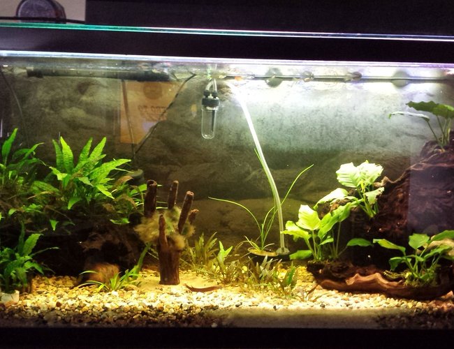 35 gallons planted tank (mostly live plants and fish) - My only tank. 35 gallons planted tank (mostly live plants and fish) - My only tank.