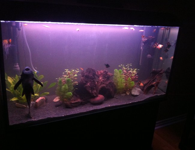 77 gallons planted tank (mostly live plants and fish) - 77 gallon newly planted community tank. 77 gallons planted tank (mostly live plants and fish) - 77 gallon newly planted community tank.