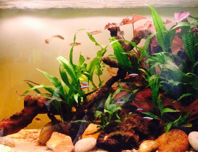 33 gallons planted tank (mostly live plants and fish) - Fluval 125, low light with Java Fern, Java Moss, Anubis nana and Red Indian Fern. Fish include 2 x Ram Cichlids (pair) 5 x Leopard Danios, 5 x Glowlight Danios, 10 x Cardinal Tetra, 1 x Neon Goby, 1 x Blue Cheeked Goby, 1 x Gardeneri Killifish & 1 x Dwarf Zebra Loach. 33 gallons planted tank (mostly live plants and fish) - Fluval 125, low light with Java Fern, Java Moss, Anubis nana and Red Indian Fern. Fish include 2 x Ram Cichlids (pair) 5 x Leopard Danios, 5 x Glowlight Danios, 10 x Cardinal Tetra, 1 x Neon Goby, 1 x Blue Cheeked Goby, 1 x Gardeneri Killifish & 1 x Dwarf Zebra Loach.