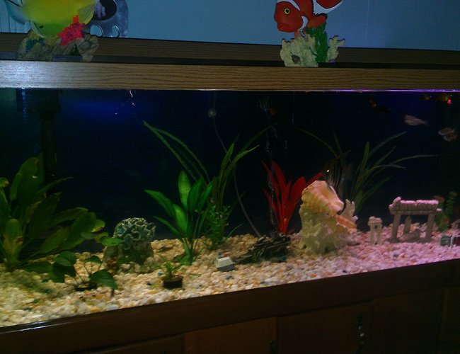 135 gallons planted tank (mostly live plants and fish) - Finally got right spectrum bulb for live plants. Added a sea shell decoration. 135 gallons planted tank (mostly live plants and fish) - Finally got right spectrum bulb for live plants. Added a sea shell decoration.