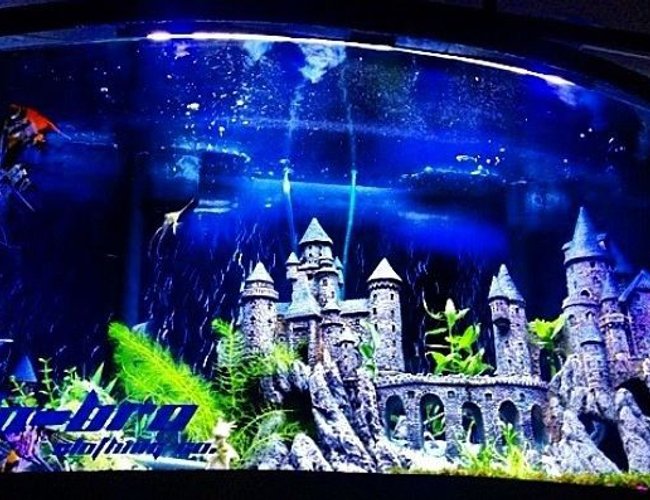 46 gallons planted tank (mostly live plants and fish) - 46 gallon bowfront angelfish castletank liveplants 46 gallons planted tank (mostly live plants and fish) - 46 gallon bowfront angelfish castletank liveplants