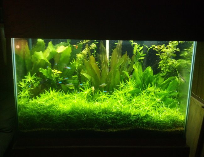 70 gallons planted tank (mostly live plants and fish) - 70 gal 70 gallons planted tank (mostly live plants and fish) - 70 gal