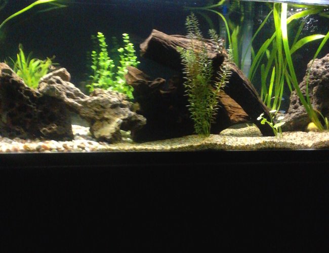 60 gallons planted tank (mostly live plants and fish) - Discus, cats, tetra, frogs and live plants. 60 gallons planted tank (mostly live plants and fish) - Discus, cats, tetra, frogs and live plants.