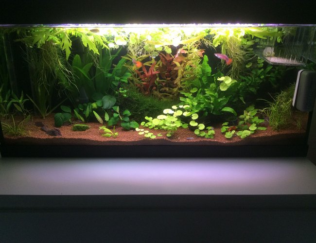 20 gallons planted tank (mostly live plants and fish) - Update of my aquarium. 20 gallons planted tank (mostly live plants and fish) - Update of my aquarium.