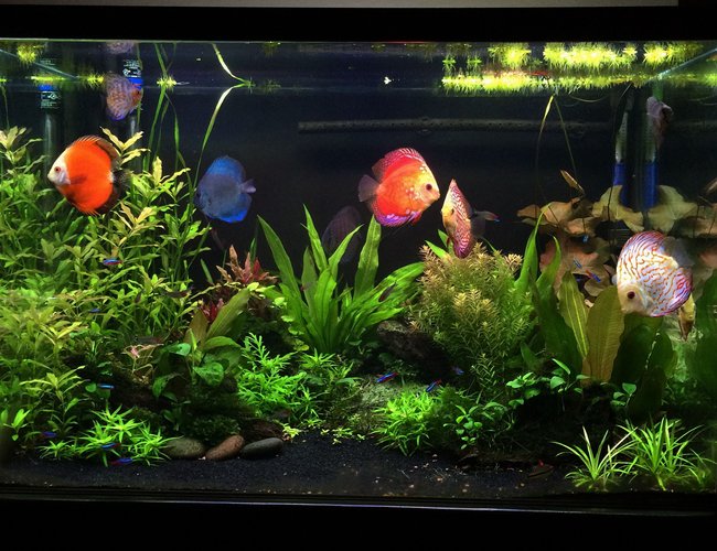 90 gallons planted tank (mostly live plants and fish) - Planted Discus tank 90 gallons planted tank (mostly live plants and fish) - Planted Discus tank