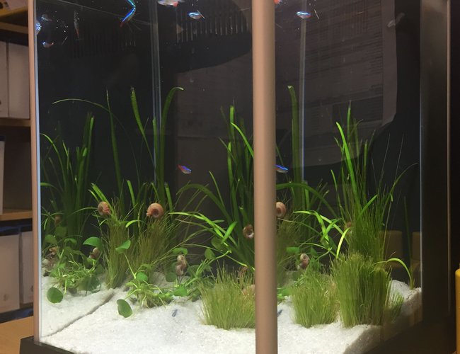 3 gallons planted tank (mostly live plants and fish) - The end of my desk : ) 3 gallons planted tank (mostly live plants and fish) - The end of my desk : )