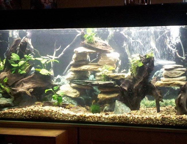 65 gallons planted tank (mostly live plants and fish) - new set up 3.0
anubias,dwarf crybensis, black neon, black ghost, clown loach, 65 gallons planted tank (mostly live plants and fish) - new set up 3.0
anubias,dwarf crybensis, black neon, black ghost, clown loach,