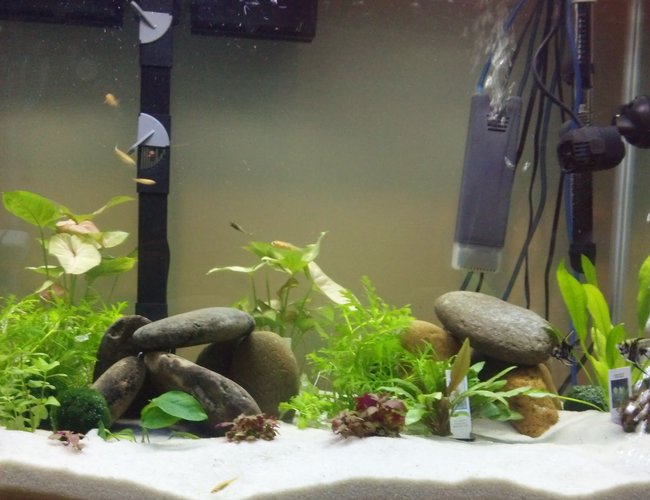 56 gallons planted tank (mostly live plants and fish) - 56g 3 Weeks 56 gallons planted tank (mostly live plants and fish) - 56g 3 Weeks