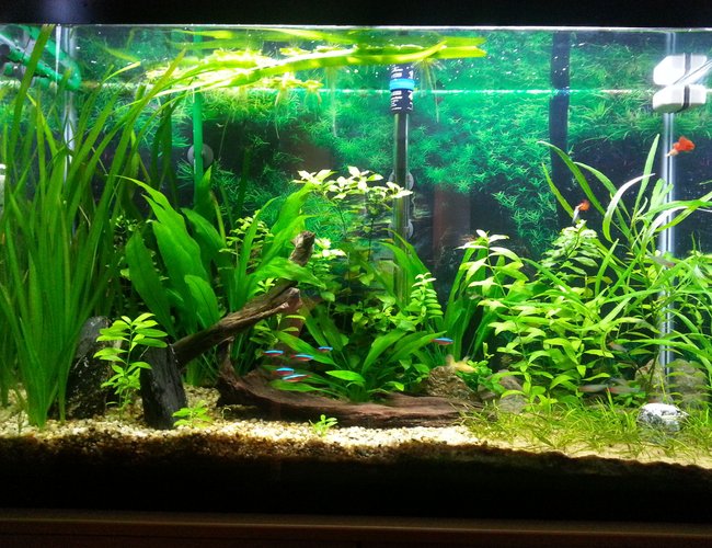 45 gallons planted tank (mostly live plants and fish) - picture taken after trimming 45 gallons planted tank (mostly live plants and fish) - picture taken after trimming