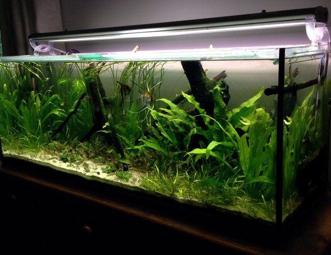 55 gallons planted tank (mostly live plants and fish) - Planted 4 foot 55 gallons planted tank (mostly live plants and fish) - Planted 4 foot