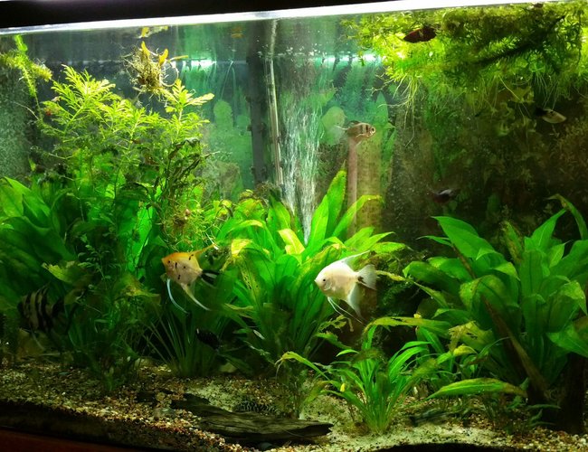 110 gallons planted tank (mostly live plants and fish) - Needs a cleaning 110 gallons planted tank (mostly live plants and fish) - Needs a cleaning