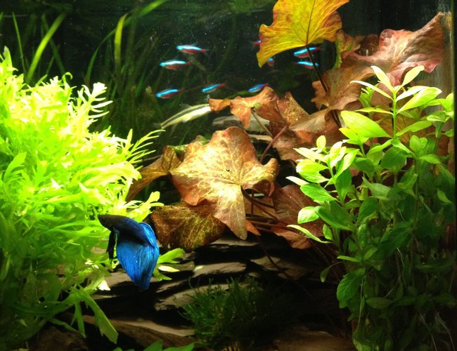 11 gallons planted tank (mostly live plants and fish) - Planted tank 11 gallons planted tank (mostly live plants and fish) - Planted tank