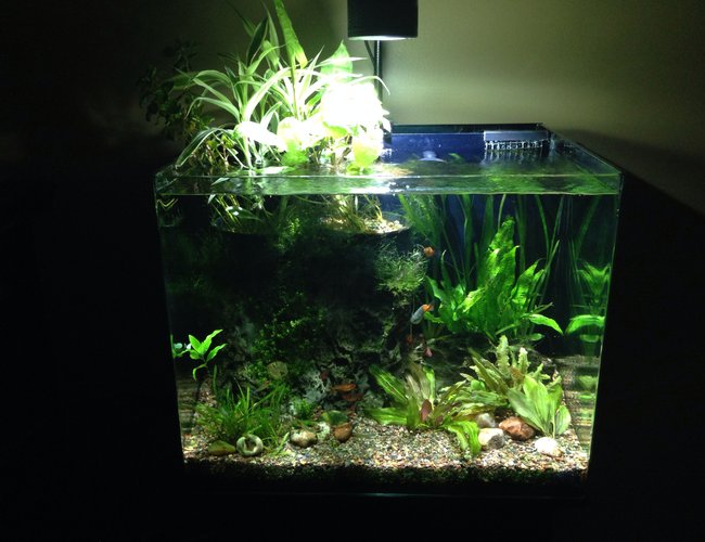 38 gallons planted tank (mostly live plants and fish) - Home tank. 38 gallons planted tank (mostly live plants and fish) - Home tank.