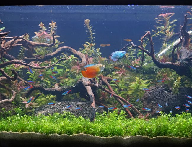 34 gallons planted tank (mostly live plants and fish) - Newly scaped planted tank. 134litres/34gal 34 gallons planted tank (mostly live plants and fish) - Newly scaped planted tank. 134litres/34gal