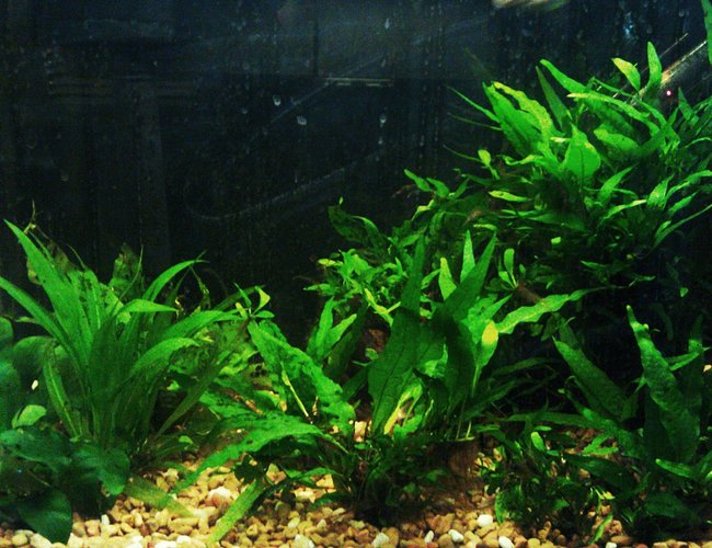 20 gallons planted tank (mostly live plants and fish) - Java tank 20 gallons planted tank (mostly live plants and fish) - Java tank