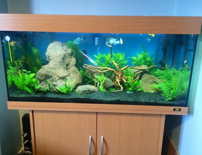 45 gallons planted tank (mostly live plants and fish) - tank with wood 45 gallons planted tank (mostly live plants and fish) - tank with wood