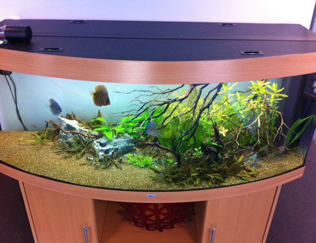 110 gallons planted tank (mostly live plants and fish) - My Juwel Vision 450 110 gallons planted tank (mostly live plants and fish) - My Juwel Vision 450