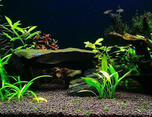 100 gallons planted tank (mostly live plants and fish) - plant tank with rock and wood 100 gallons planted tank (mostly live plants and fish) - plant tank with rock and wood